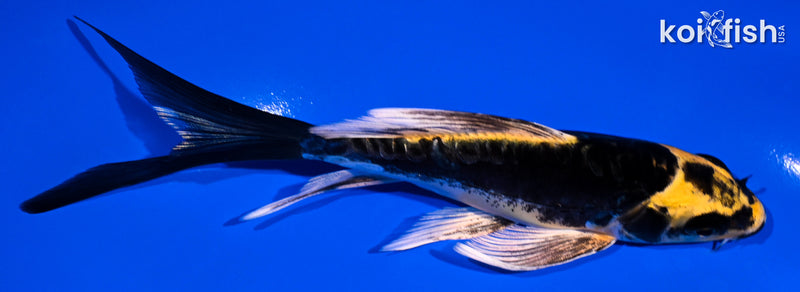 5.75" KABUTO BUTTERFLY