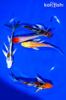 PACK OF (5) 4-5" BUTTERFLY KOI