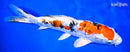 9.25" HEISEI NISHIKI