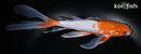 9.75" OCHIBA SHIGURE BUTTERFLY