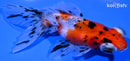 5" CALICO TELESCOPE FANTAIL GOLDFISH