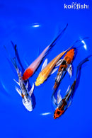PACK OF (5) 4-5" BUTTERFLY KOI