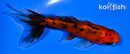 4" WAKIN GOLDFISH