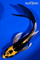 5.75" KABUTO BUTTERFLY