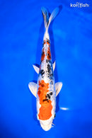 9.25" HEISEI NISHIKI