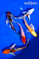 PACK OF (5) 4-5" BUTTERFLY KOI