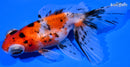 5" CALICO TELESCOPE FANTAIL GOLDFISH
