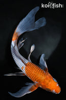 9.75" OCHIBA SHIGURE BUTTERFLY