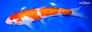 9.5" GINRIN KOHAKU
