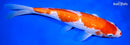 9.5" GINRIN KOHAKU