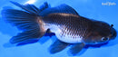 5.25" ORANDA GOLDFISH
