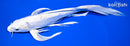 10.25" DOITSU PLATINUM OGON BUTTERFLY