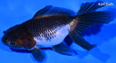 5.25" ORANDA GOLDFISH