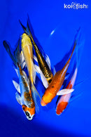 PACK OF (5) 4.75-5" BUTTERFLY KOI