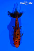 4" WAKIN GOLDFISH