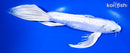 10.25" DOITSU PLATINUM OGON BUTTERFLY