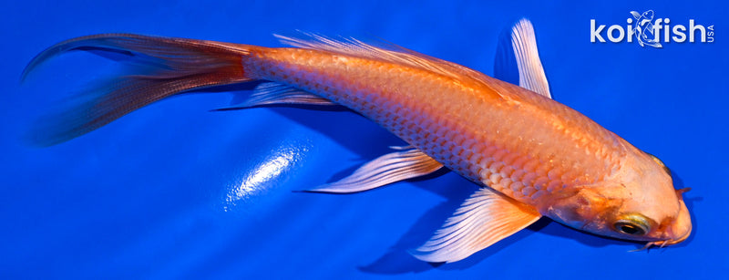 5.75" ORENJI OGON BUTTERFLY