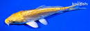 5.25" DOITSU YAMABUKI OGON