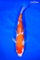 9.5" GINRIN KOHAKU