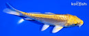 5.25" DOITSU YAMABUKI OGON