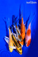 PACK OF (5) 4.75-5" BUTTERFLY KOI