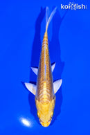 5.25" DOITSU YAMABUKI OGON