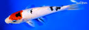 9.5" SHOWA