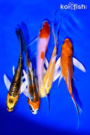 PACK OF (5) 4.75-5" BUTTERFLY KOI
