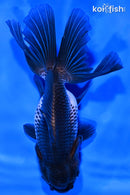 5.25" ORANDA GOLDFISH