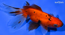 5.25" FANTAIL GOLDFISH