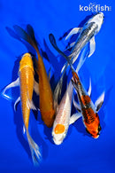 PACK OF (5) 4-5" BUTTERFLY KOI