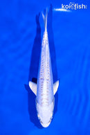 5.5" DOITSU PLATINUM OGON