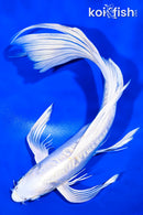 10.25" DOITSU PLATINUM OGON BUTTERFLY