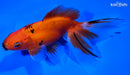5.25" FANTAIL GOLDFISH