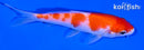 5.25" KOHAKU