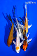 PACK OF (5) 4-5" BUTTERFLY KOI