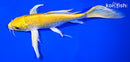 9.25" LEMON HARIWAKE BUTTERFLY