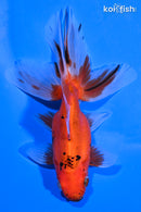 5.25" FANTAIL GOLDFISH