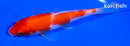 5.25" KOHAKU