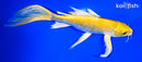 9.25" LEMON HARIWAKE BUTTERFLY