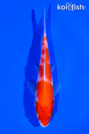 5.25" KOHAKU