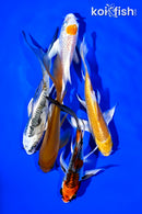 PACK OF (5) 4-5" BUTTERFLY KOI