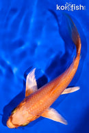 5.75" ORENJI OGON BUTTERFLY