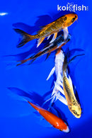 PACK OF (5) 4-5" BUTTERFLY KOI