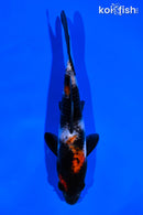 5.5" SHOWA
