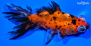 5" CALICO TELESCOPE FANTAIL GOLDFISH