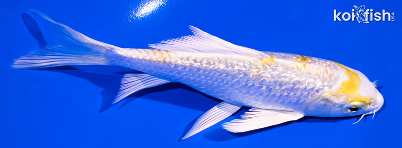 5.5" GINRIN LEMON HARIWAKE BUTTERFLY