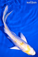 5.5" GINRIN LEMON HARIWAKE BUTTERFLY