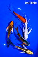 PACK OF (5) 4-5" BUTTERFLY KOI