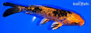5.75" DOITSU KIN ORENJI BEKKO